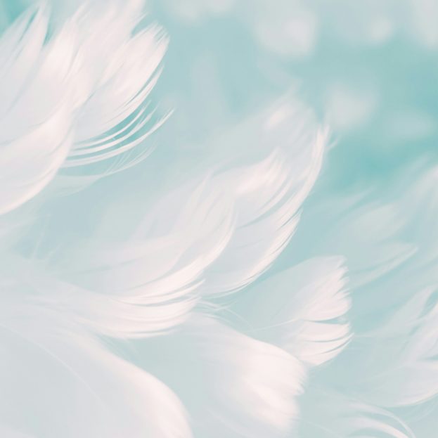 White Feathers Cool Simple Backgrounds Abstract QHD Free Download - HD Wallpapers Backgrounds Images